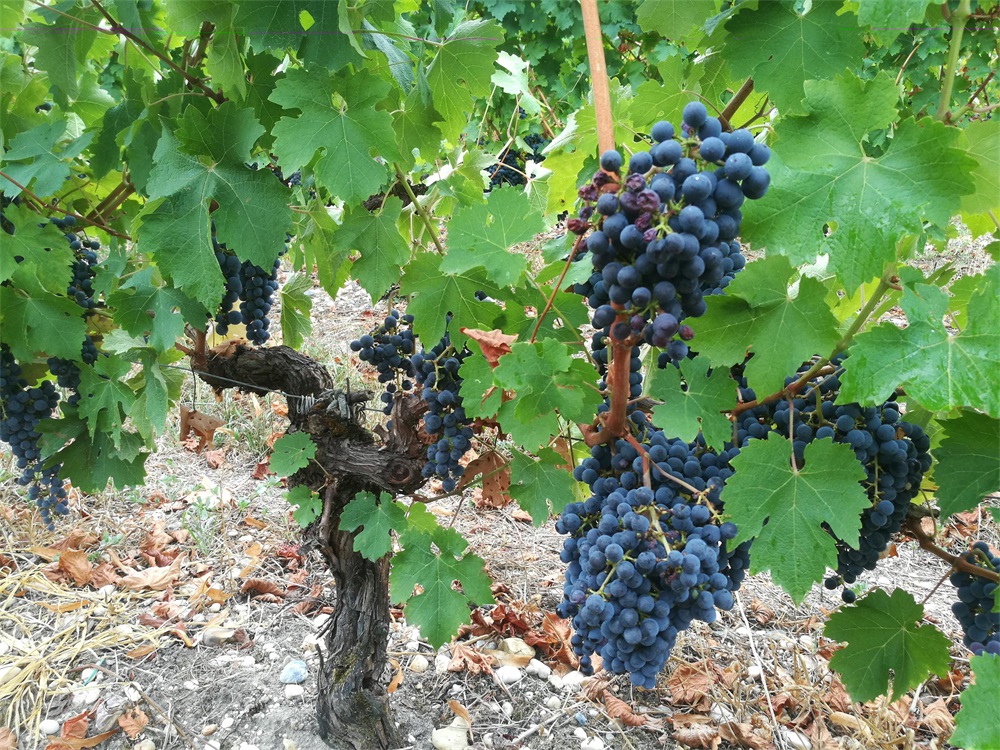 國產紅酒代理生意的市場怎麽樣