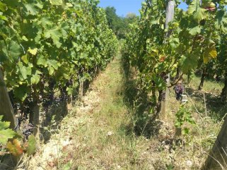 高端紅酒国产AV午夜福利有哪些可代理