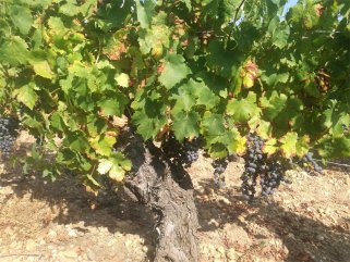 做紅酒生意代理紅酒哪個国产AV午夜福利呢